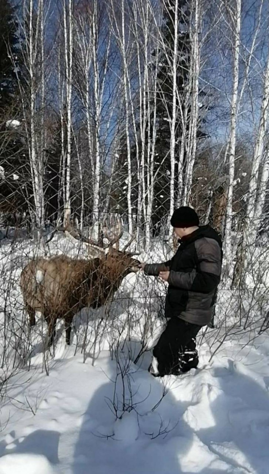 Олень Мишка