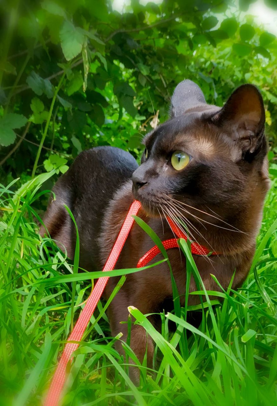 Мой прекрасный котик в деревне на природе
