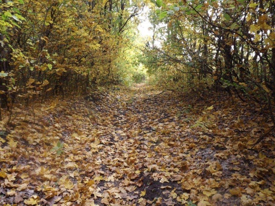 "Золотая осень"