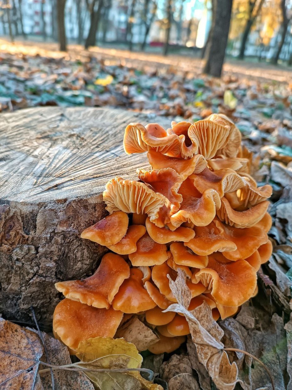 Яркие краски