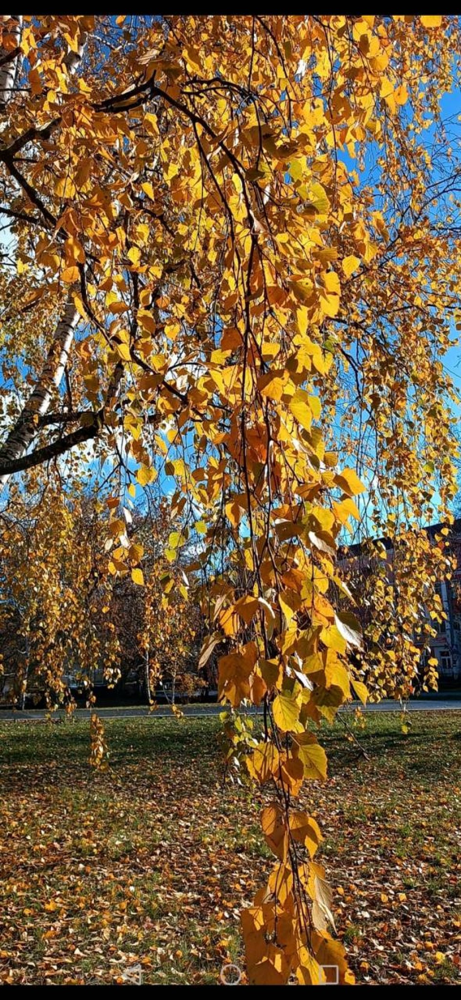 Краски осени