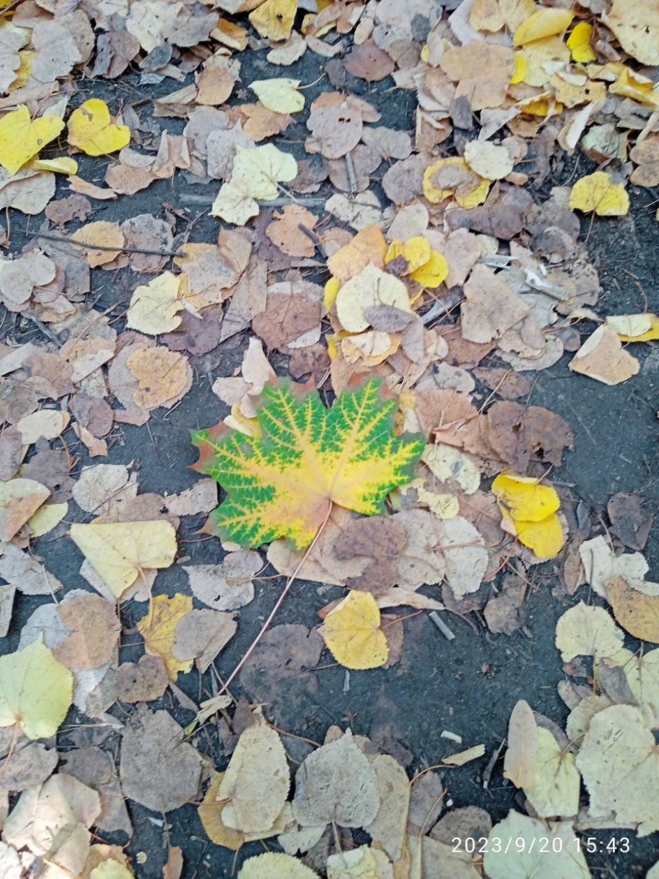 Осенние узоры