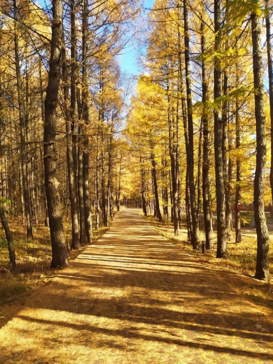 Золотая аллея