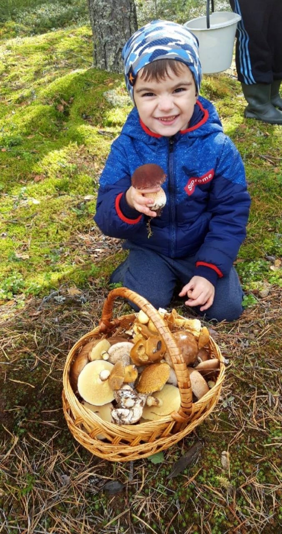А я в лес пойду, грибы там найду