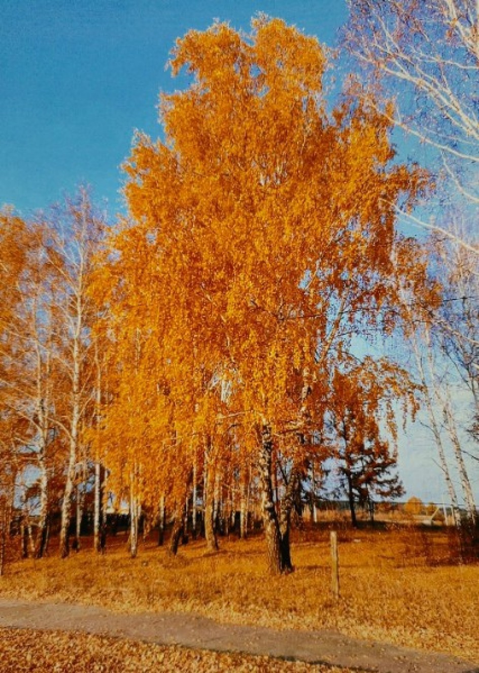 "Яркие мгновения осени"