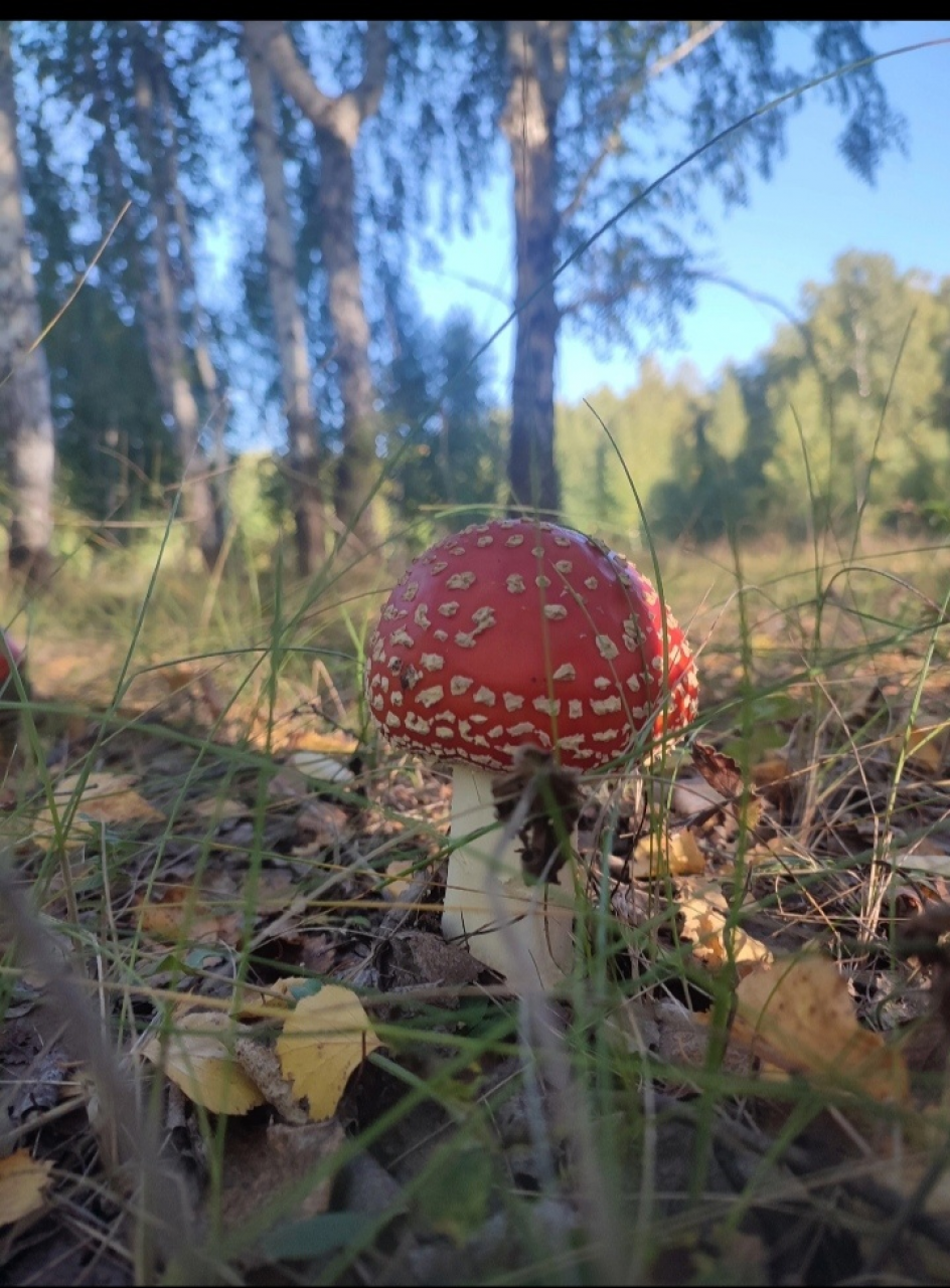 Полюбуйтесь как хорош