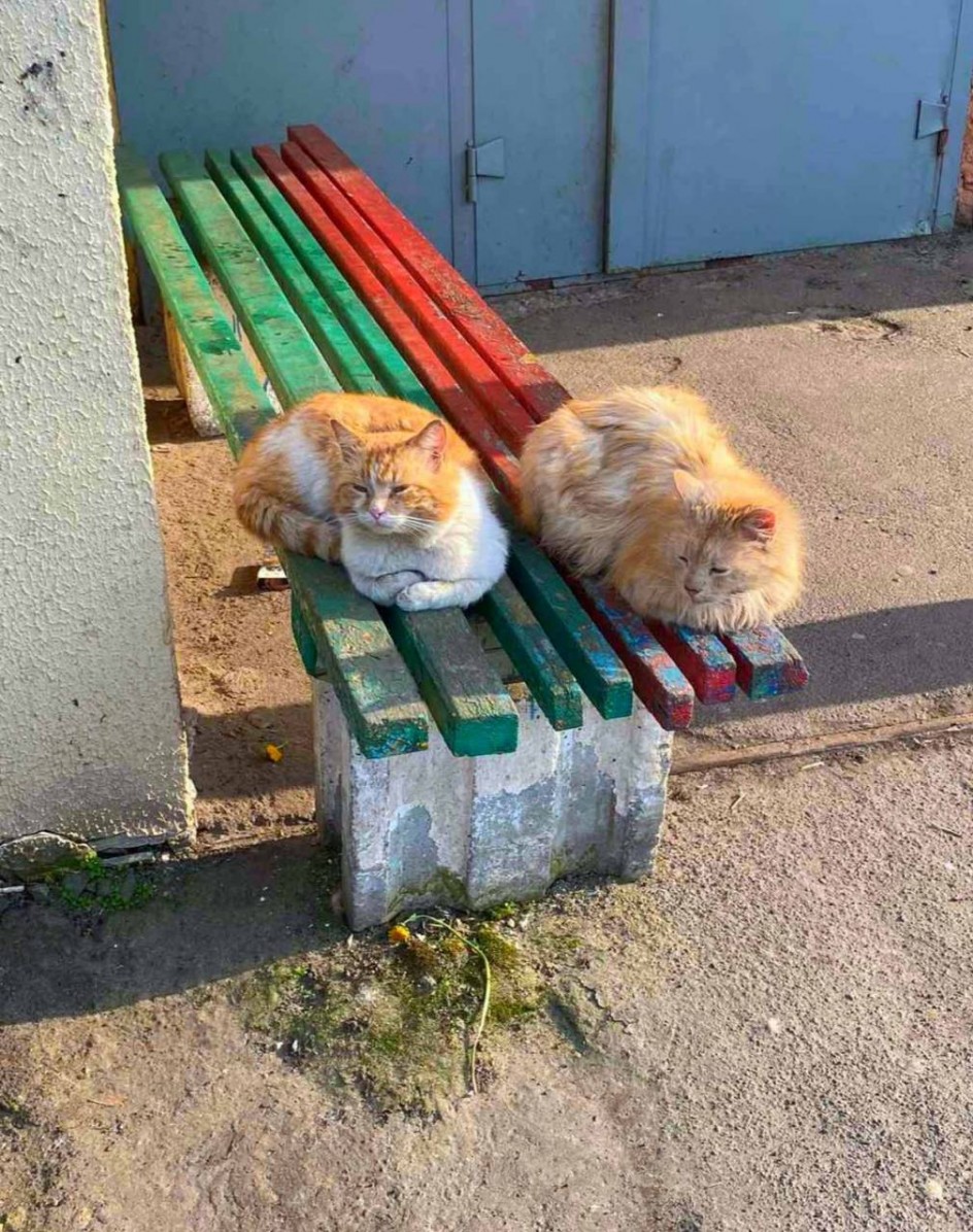 Пушистая охрана
