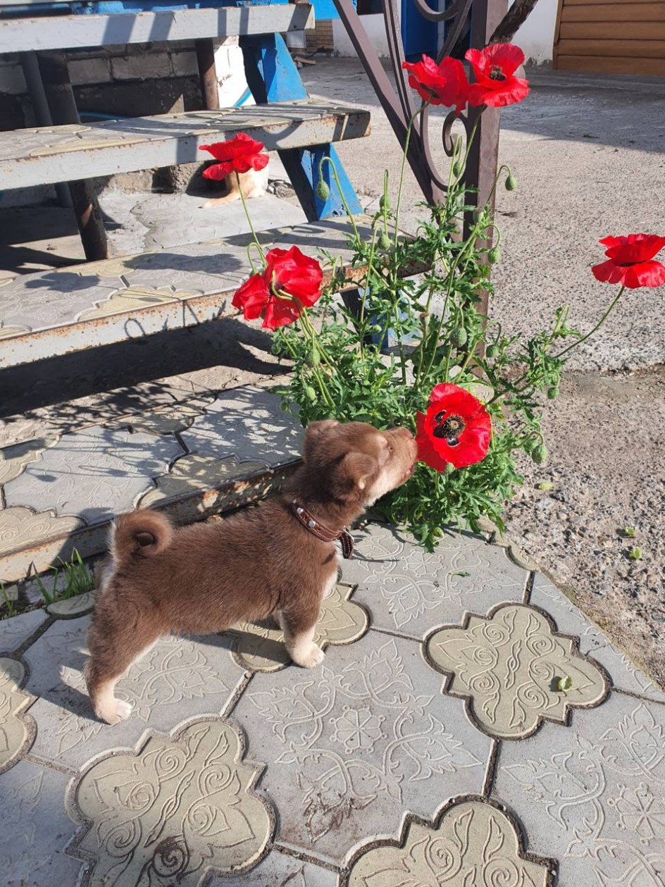 "Мой дружок"