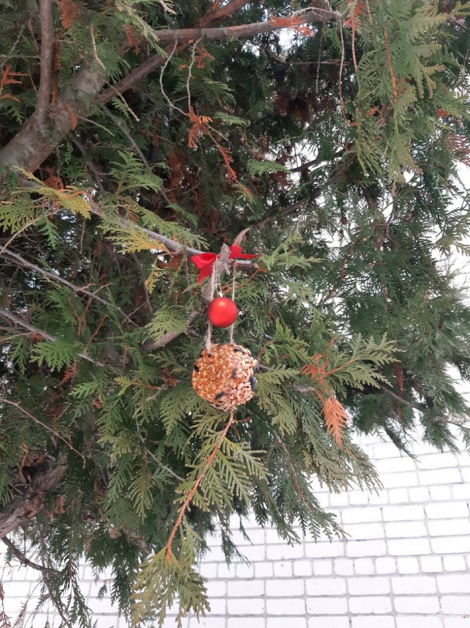 Поможем птицам зимой