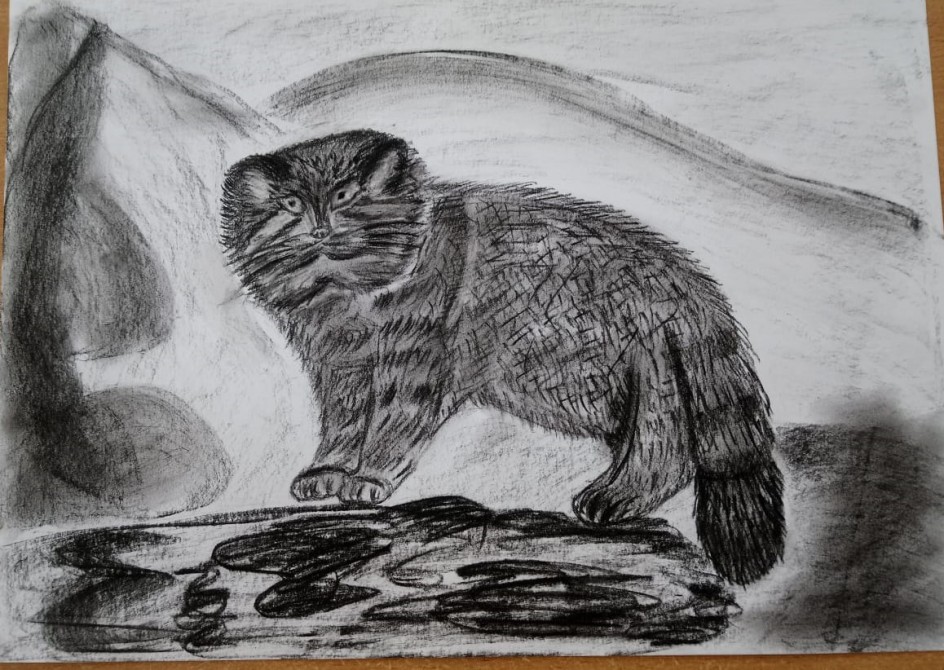 Кот манул