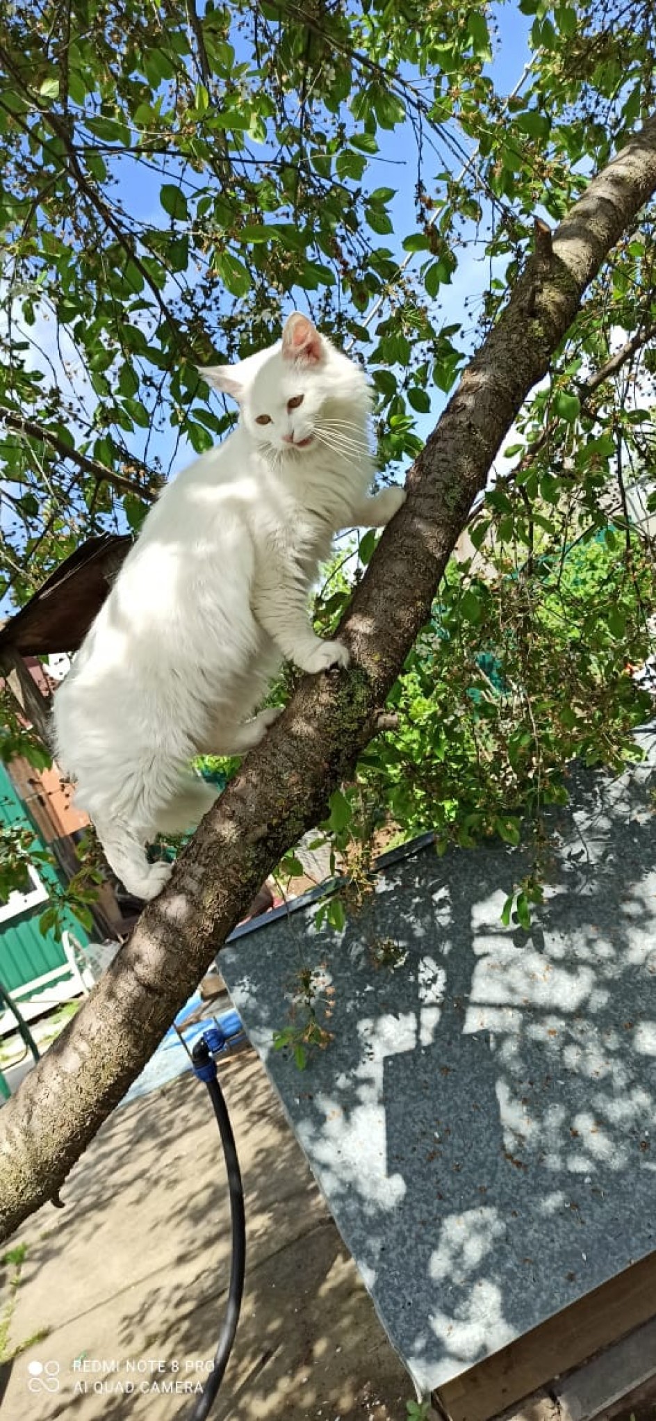 "Чем я не снежный барс?!"