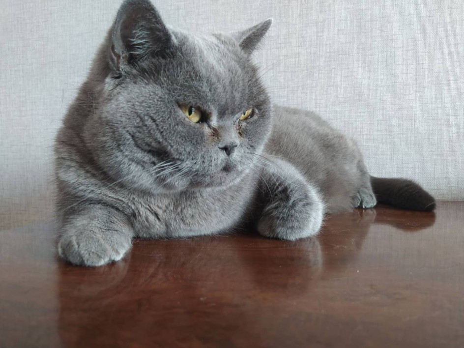 Котофей