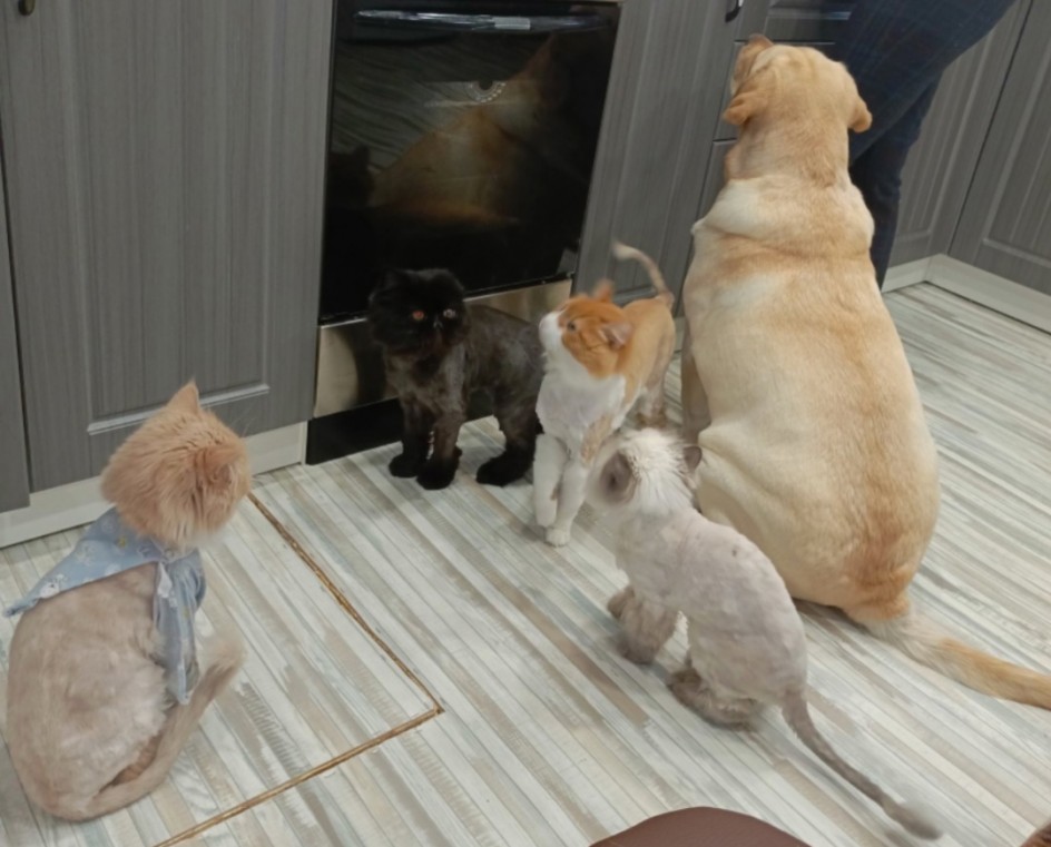 Собаки и кошки наши верные друзья!