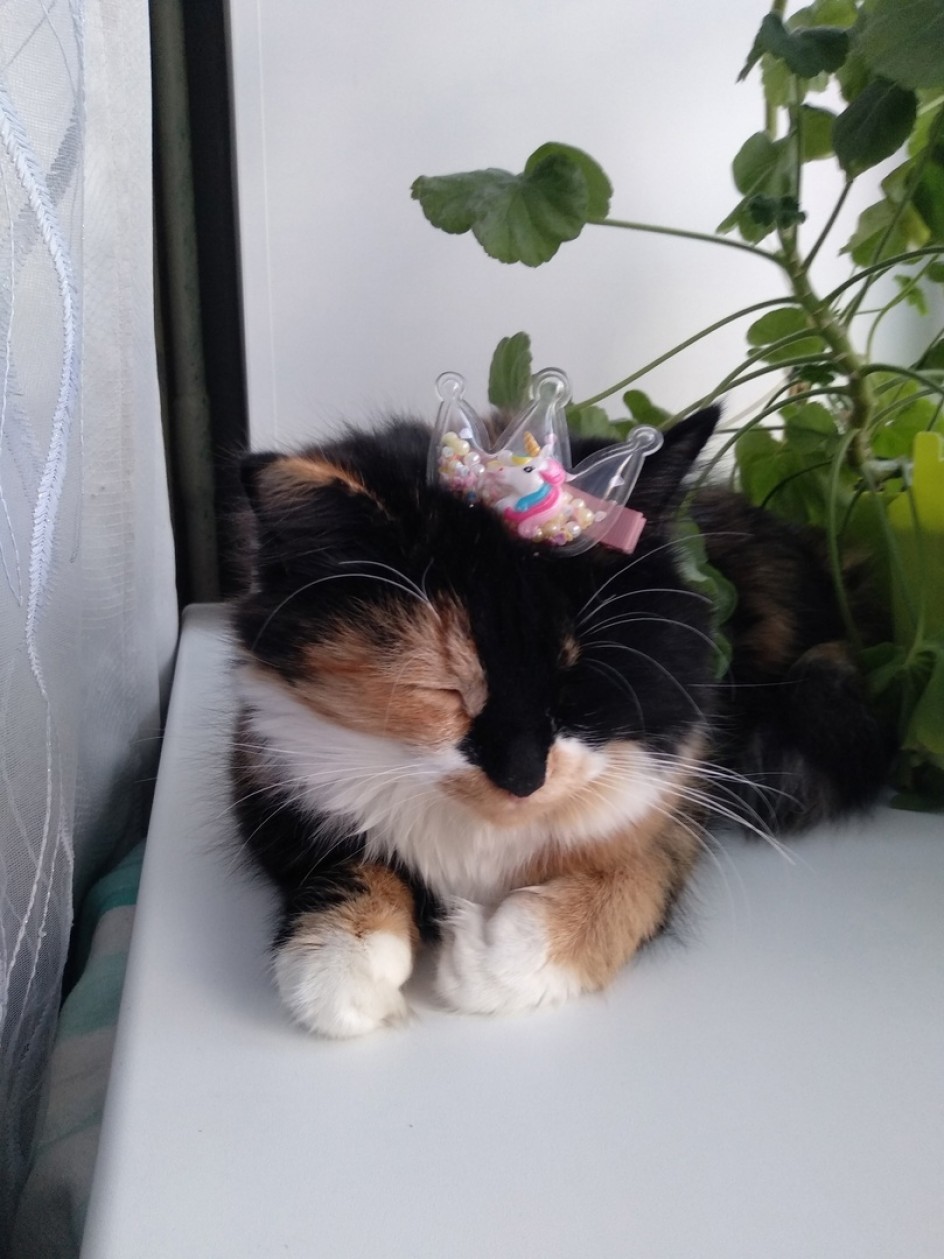 Кошечка в короне