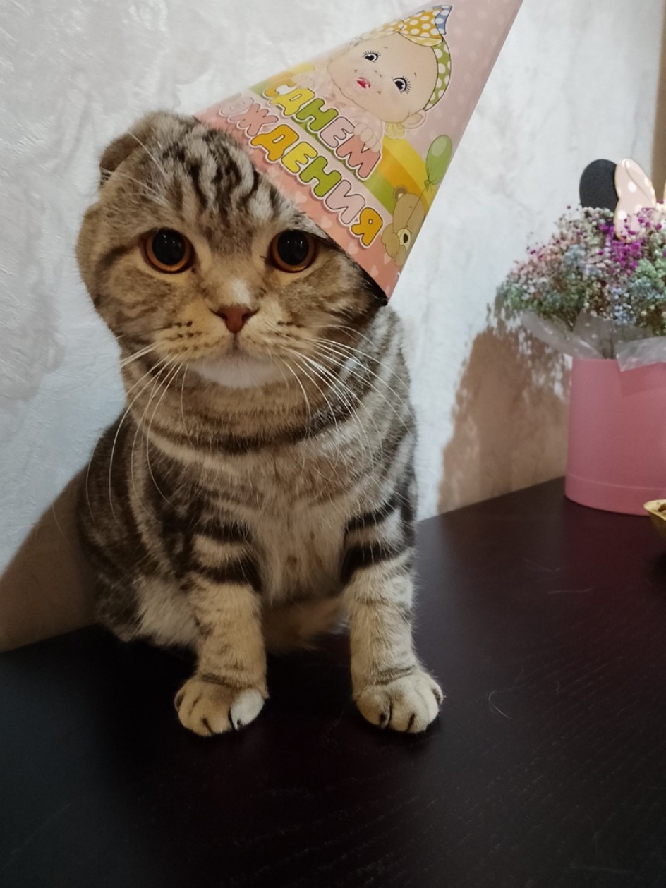 Котик Сиропчик