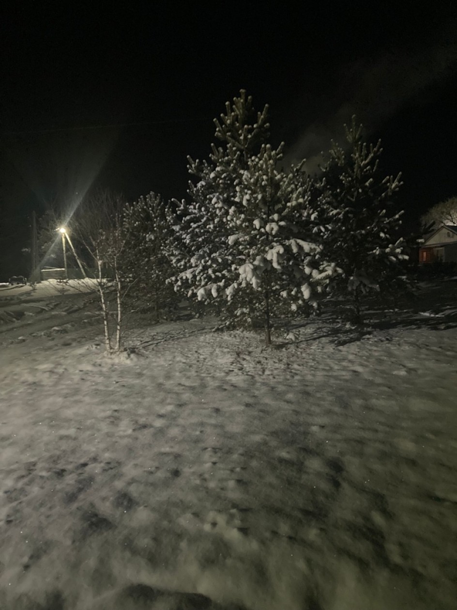 Деревья в первом снегу.