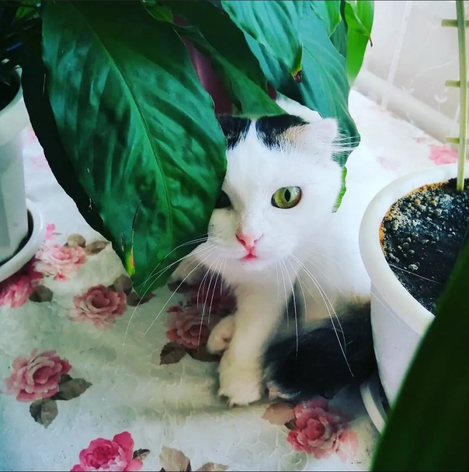 В джунглях