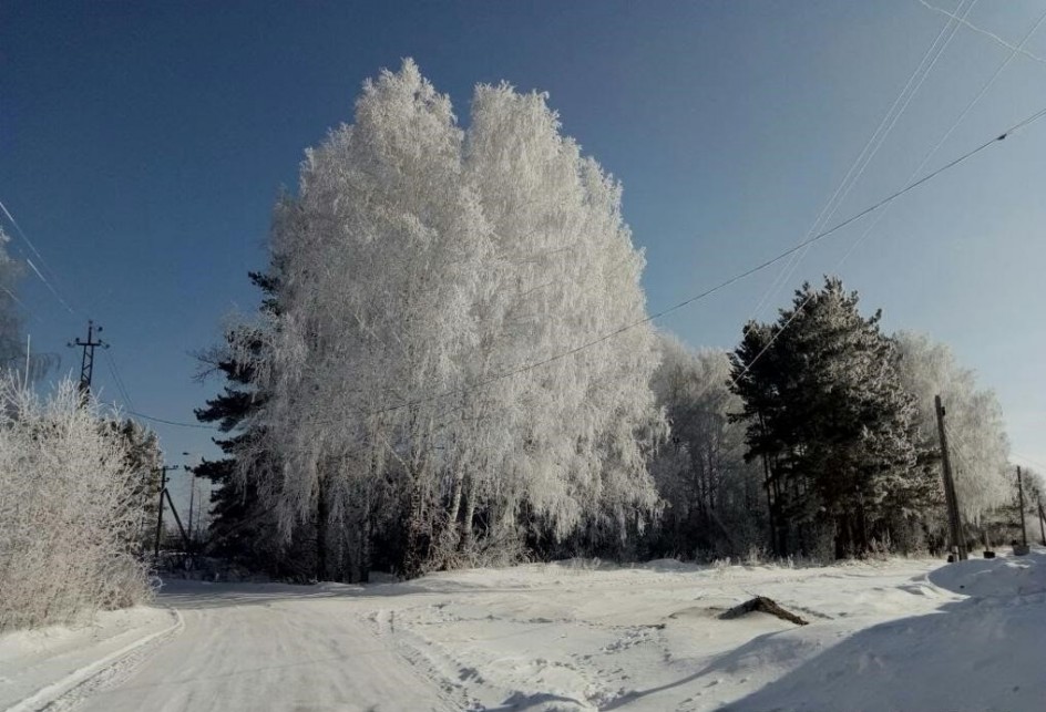 Белая берёза