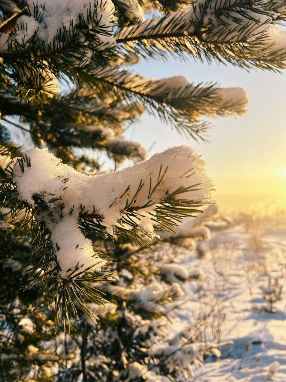 Зимний пейзаж