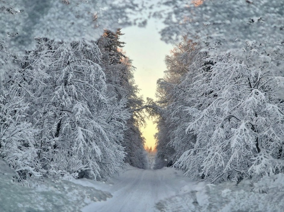 Зимний лес