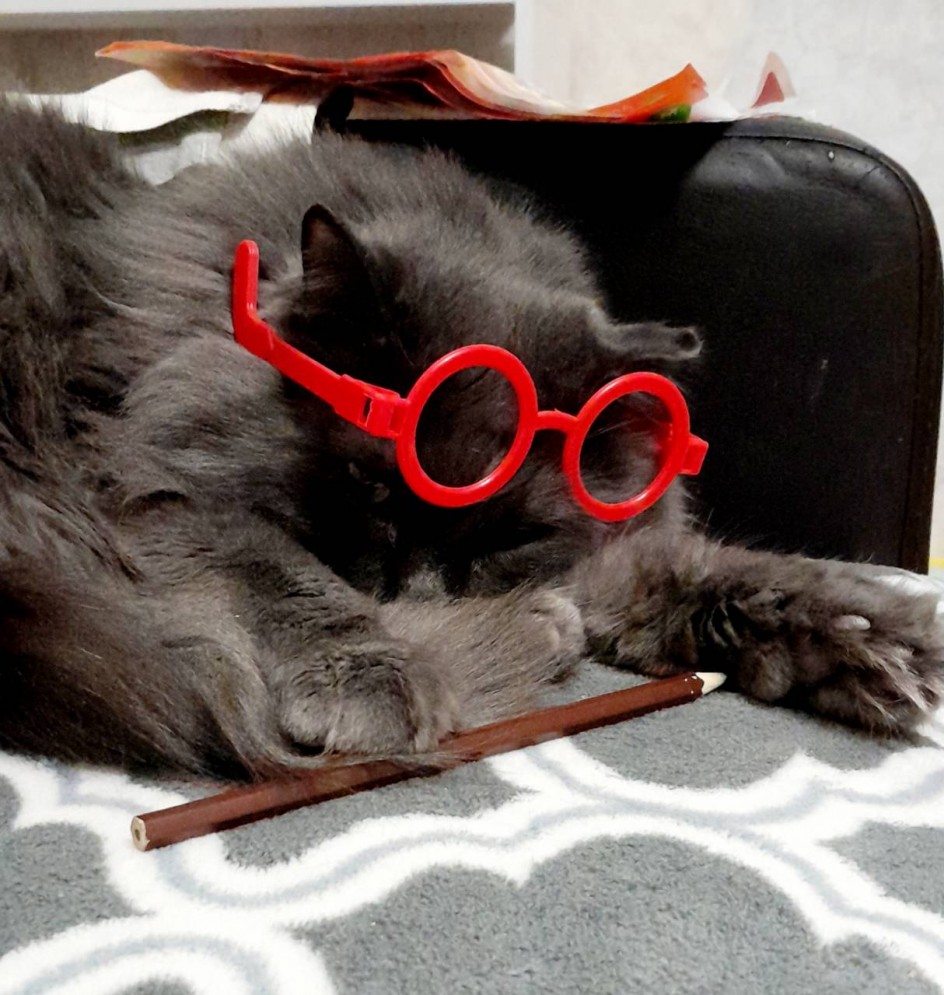 Кот учёный