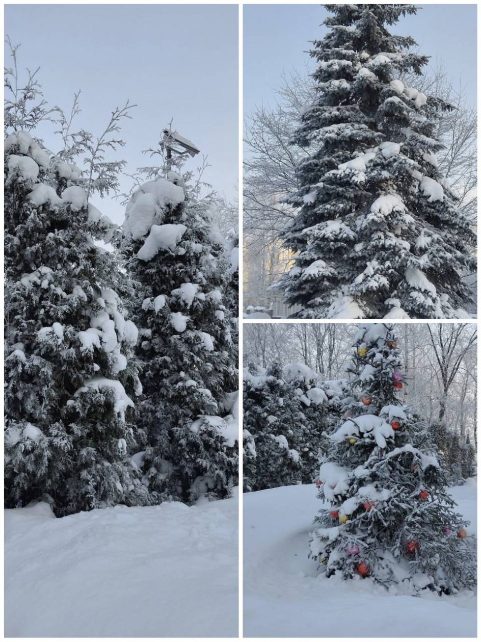 Лесные красавицы в зимнем уборе
