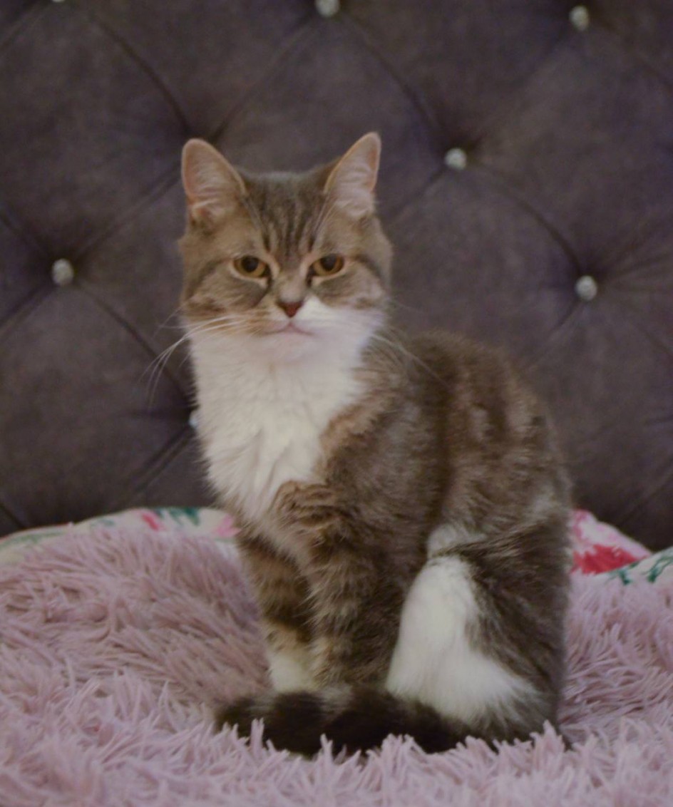 Кошарка