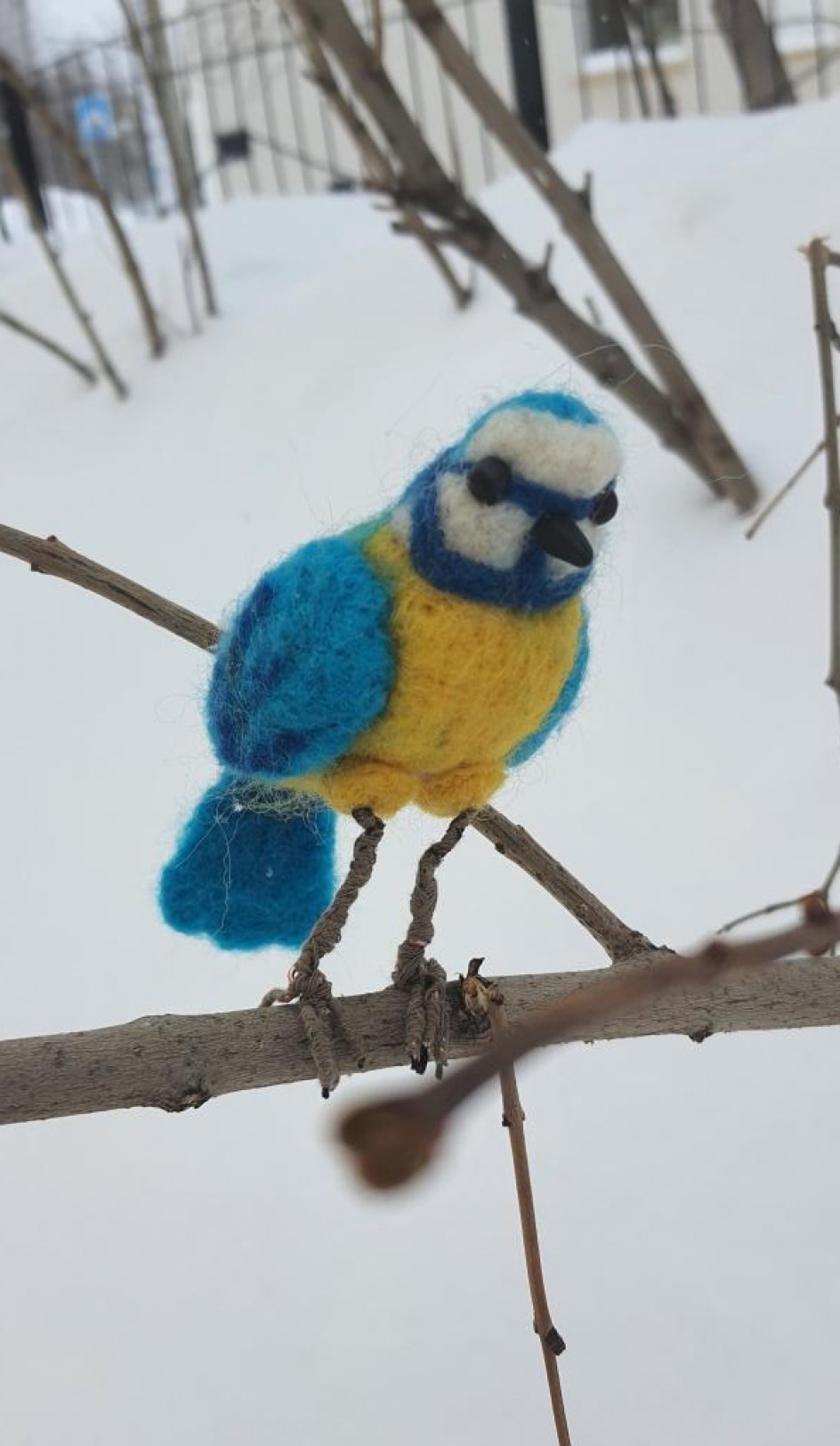 Лазоревка