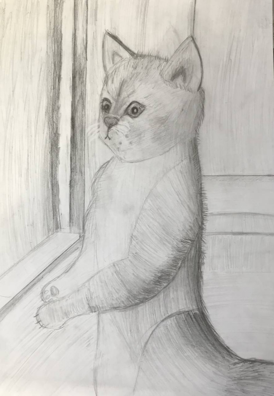 Удивлённый котик!