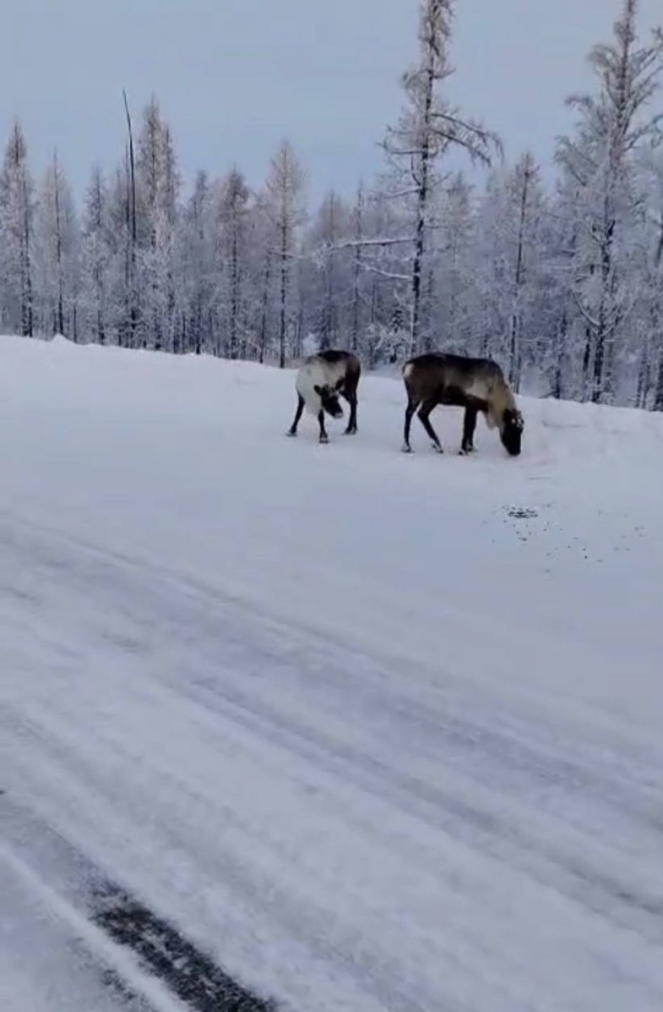 Северные олени