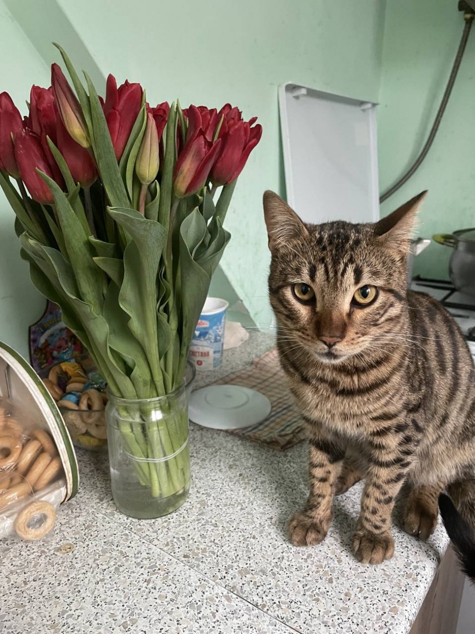 Кошки и цветы