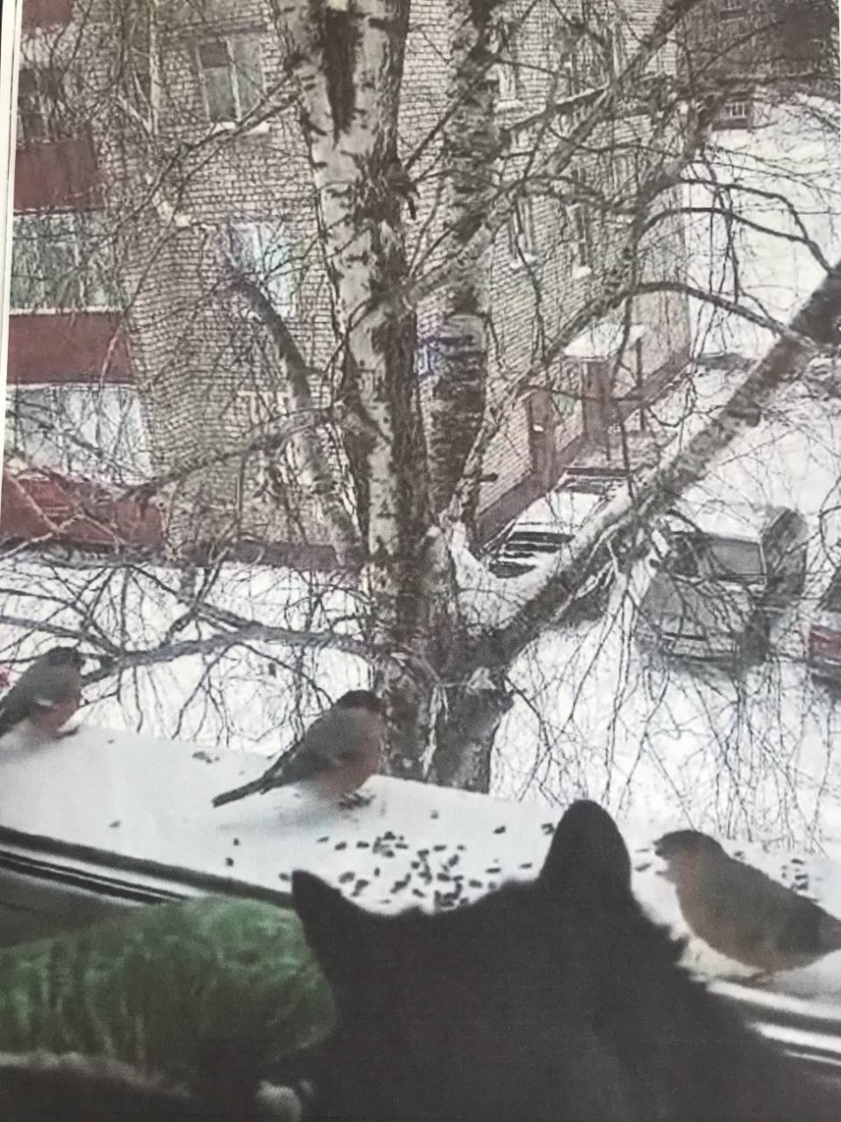 «Пернатые гостьи»