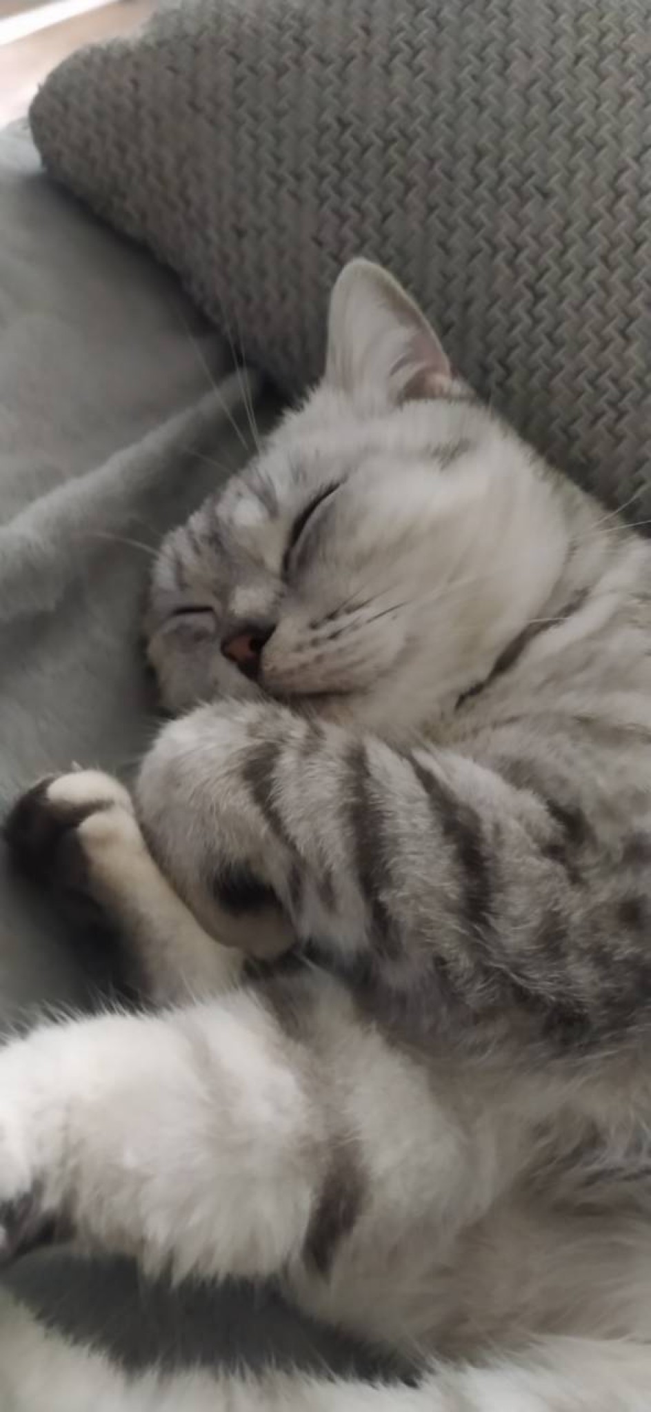 Кошка Буся