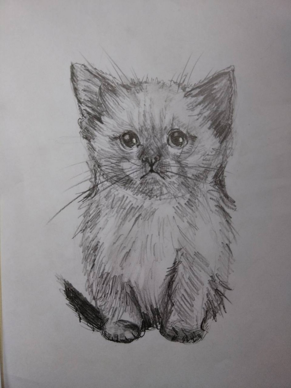 котёнок