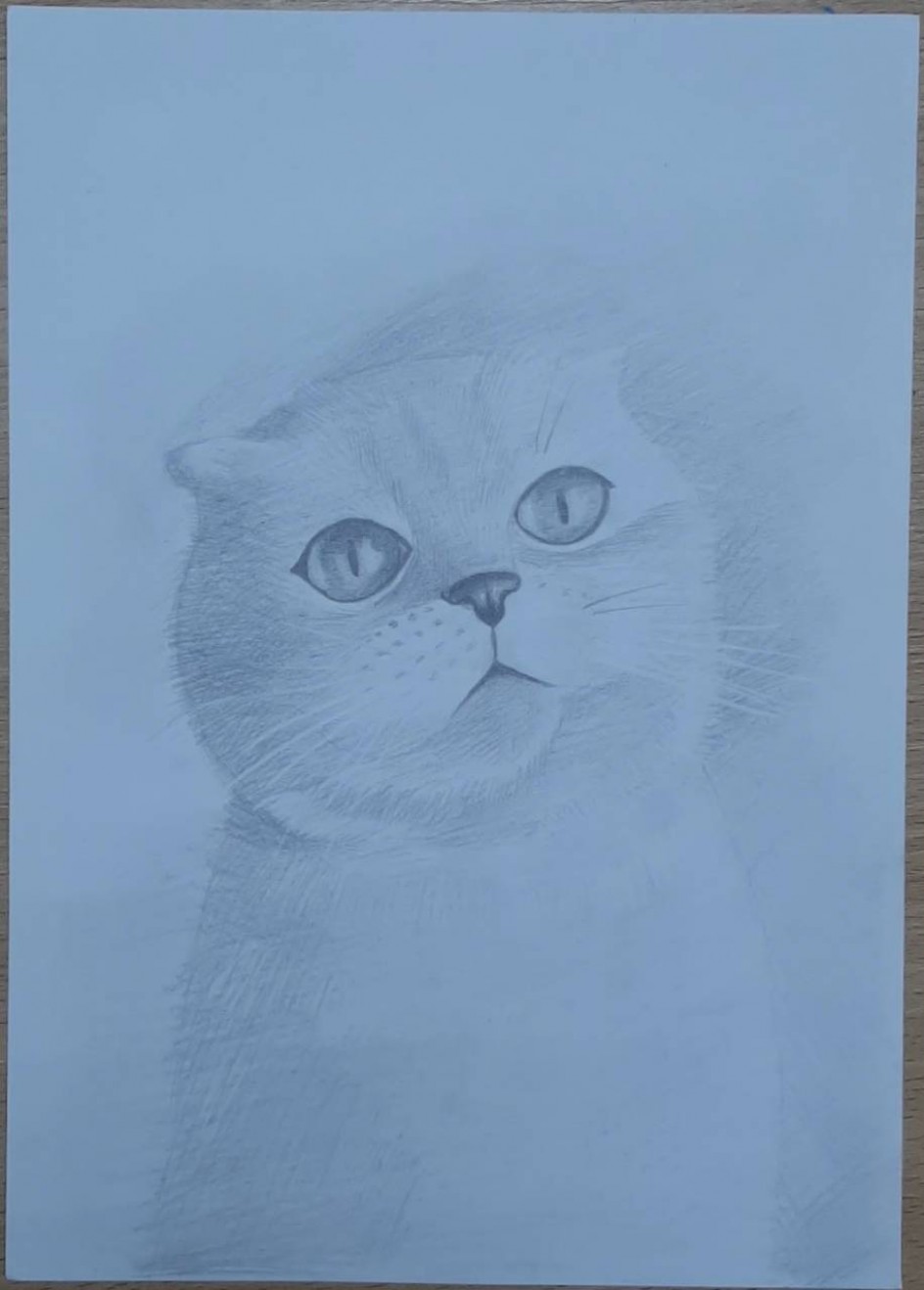 "Мой любимый котик"