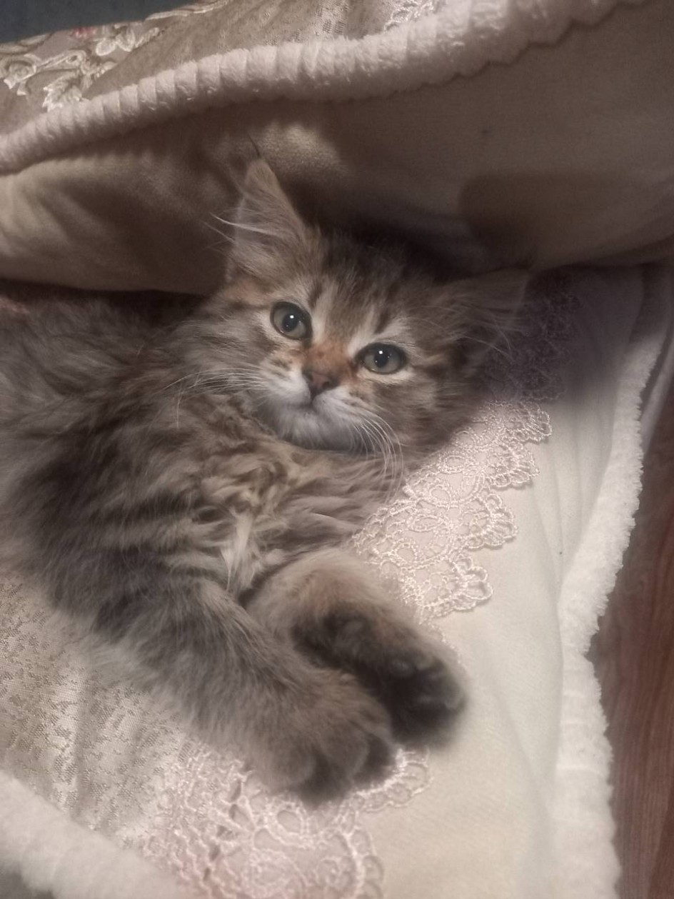 Моя кошечка