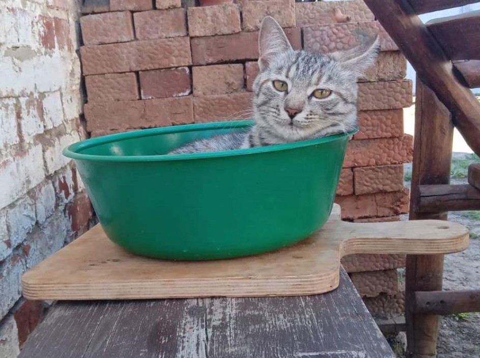 А потом суп с котом
