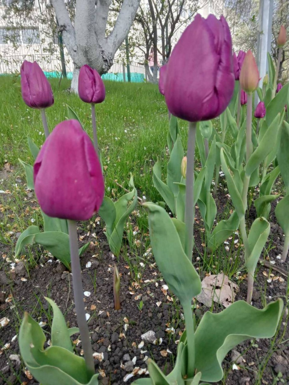 Белгородские тюльпаны
