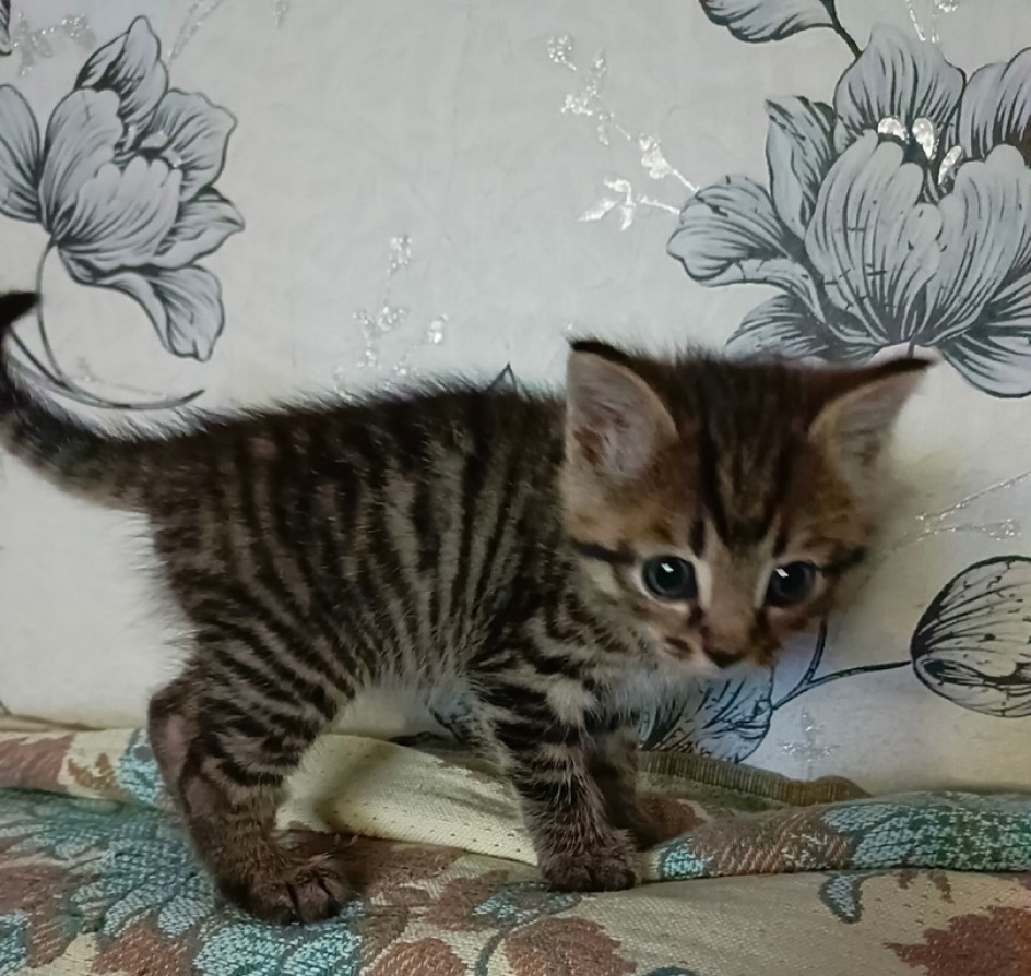 Котя, котенька-коток