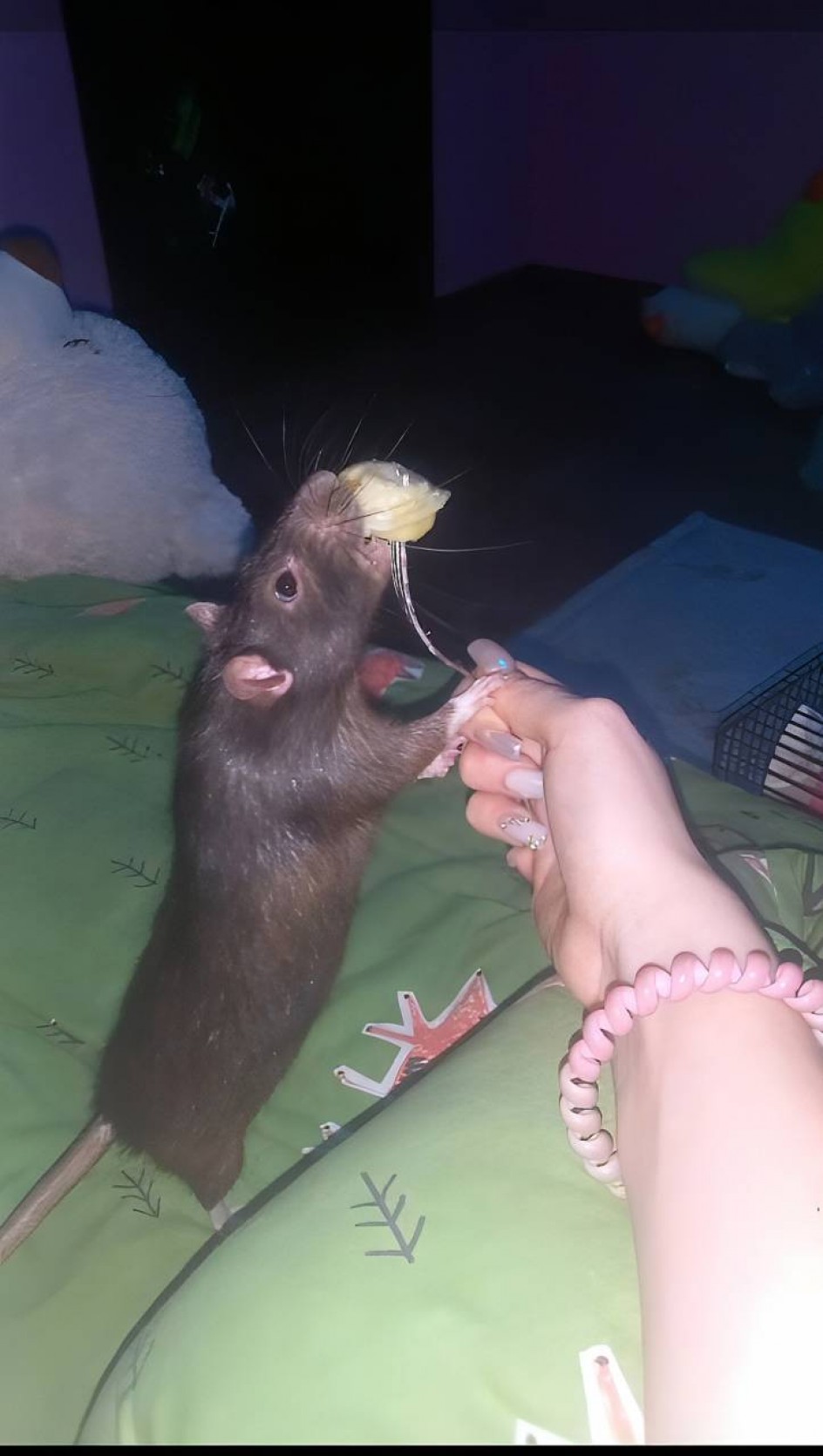 Пельмешка.