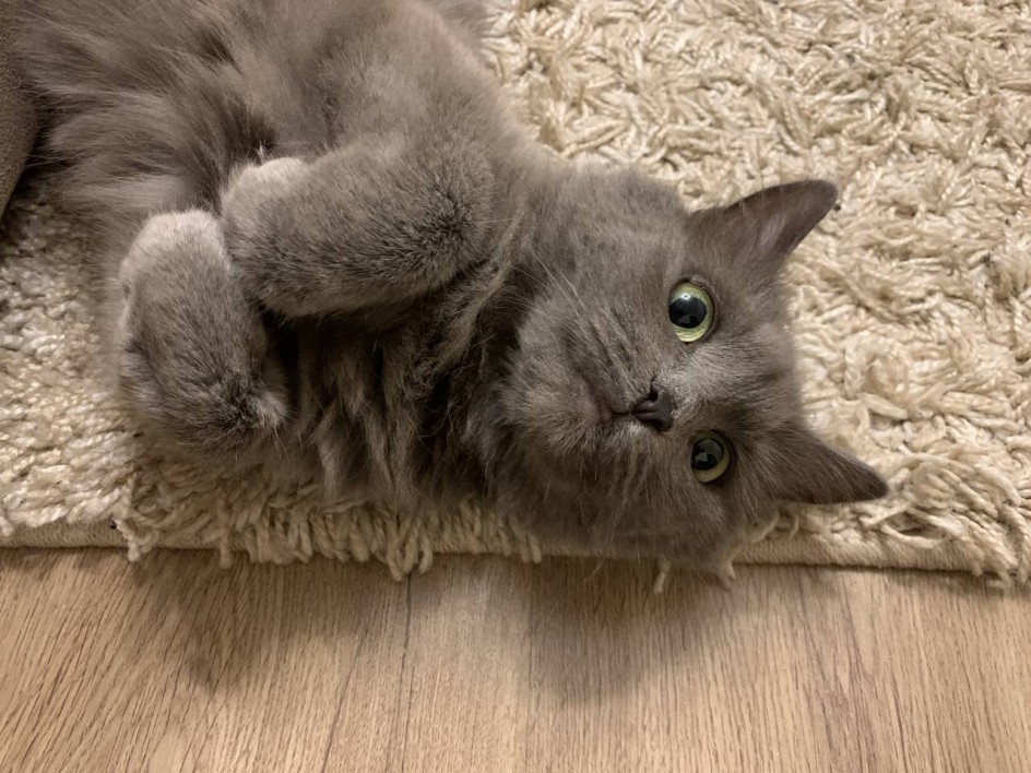 Кошка Элеонора