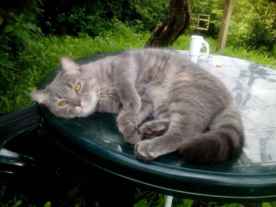 Весенний котик!