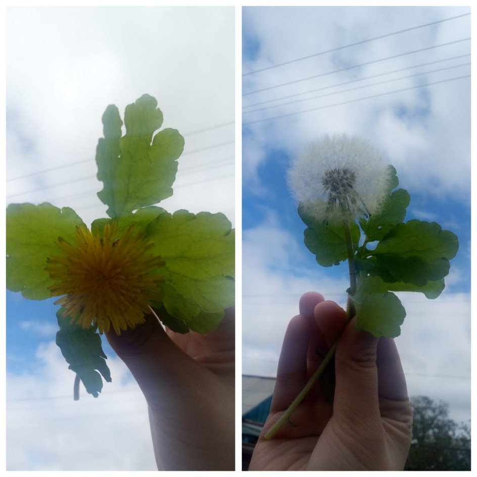 Одуванчик