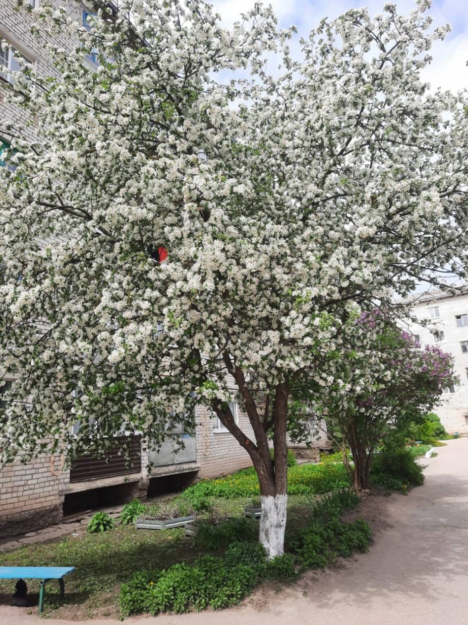 Весна