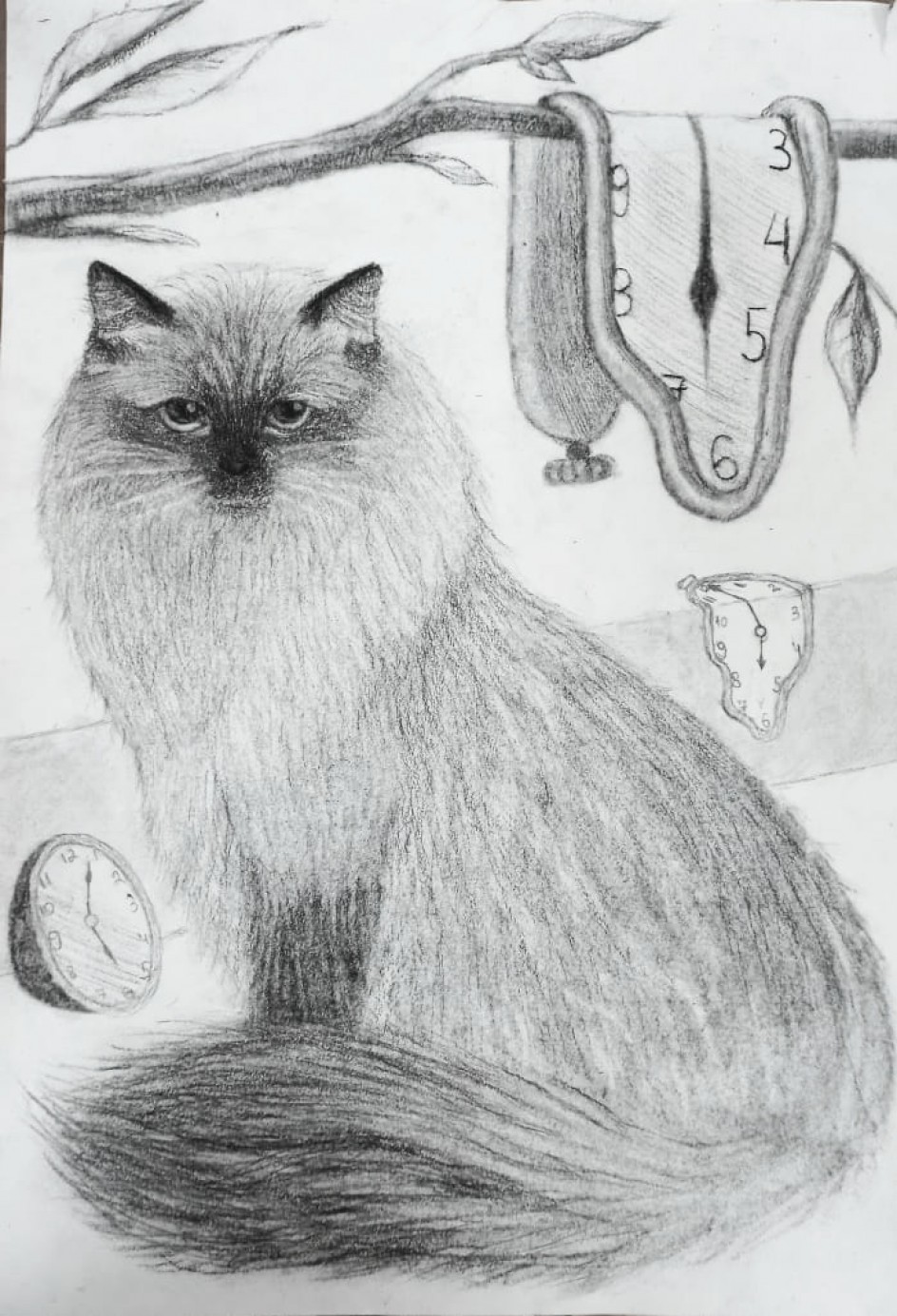 Кот Сальвадор