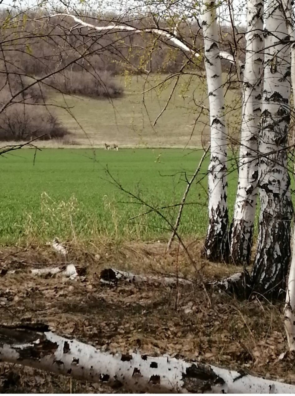 Весенний день