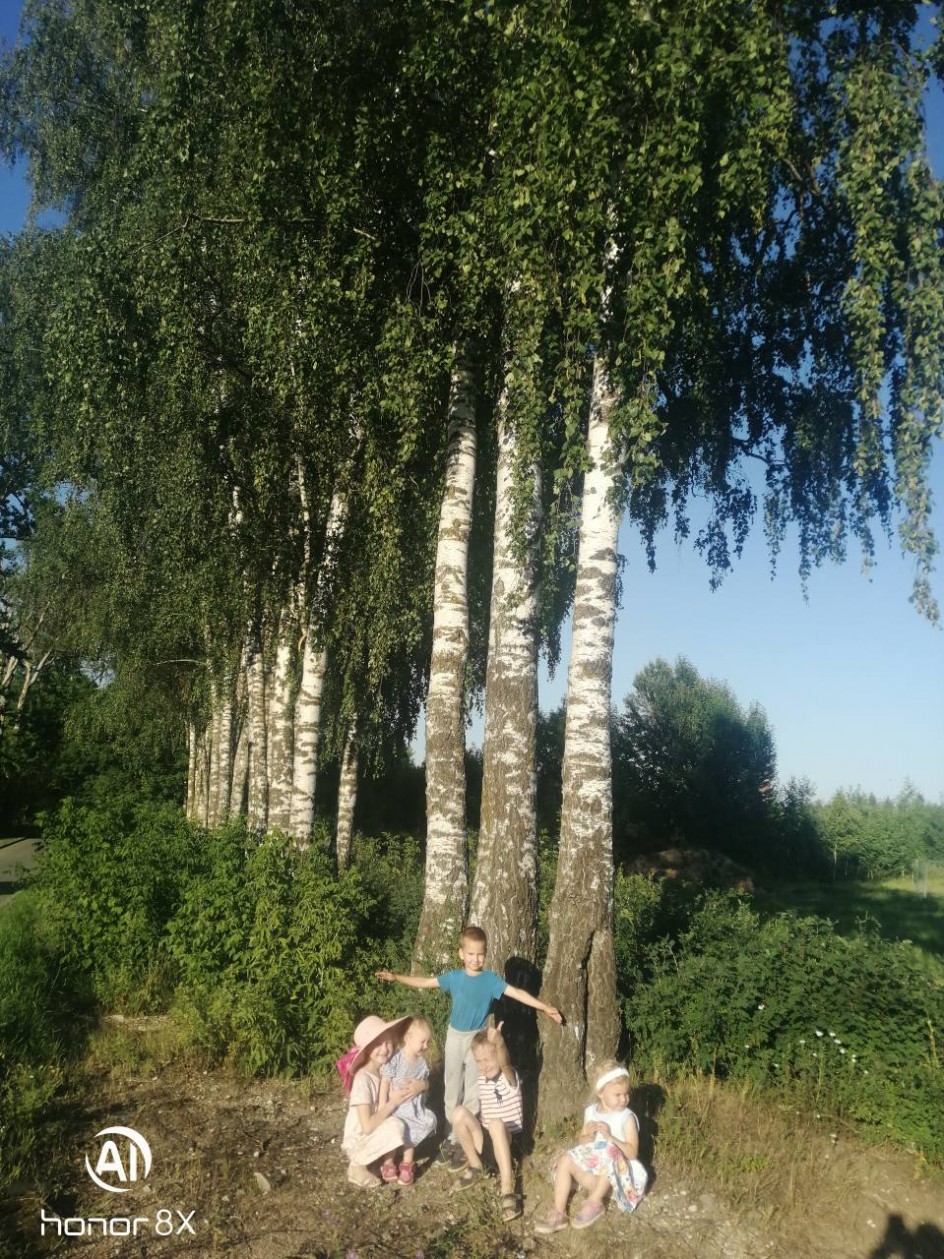 Русские  березки.