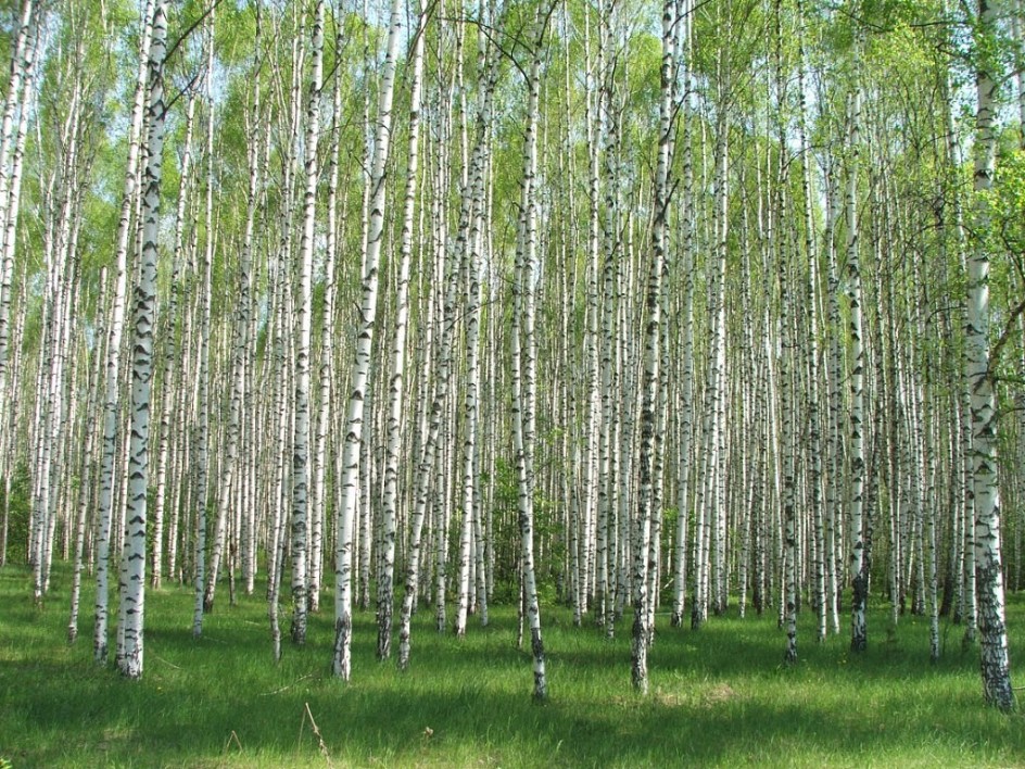 Летние грезы