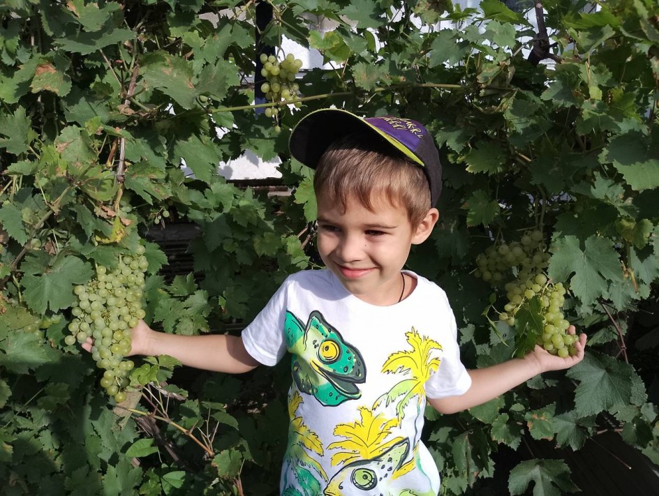 Грозди винограда