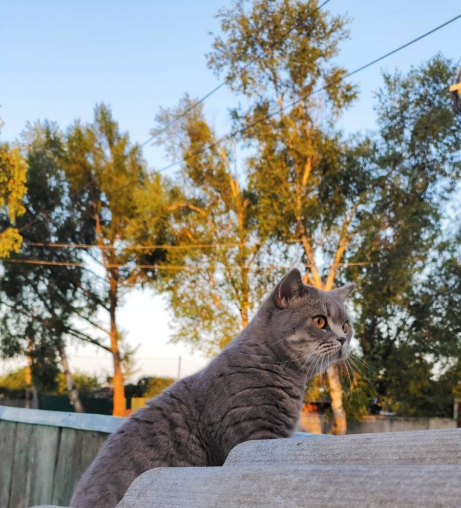 Кошачий деревенский патруль